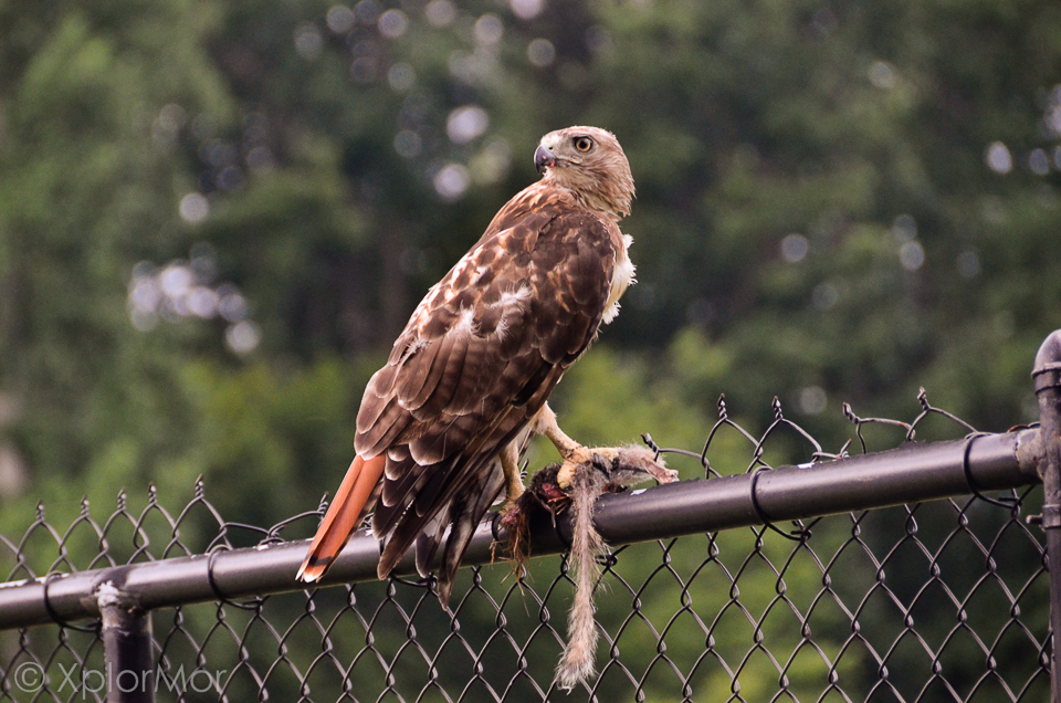 Red-tailed Hawk - ML102534521