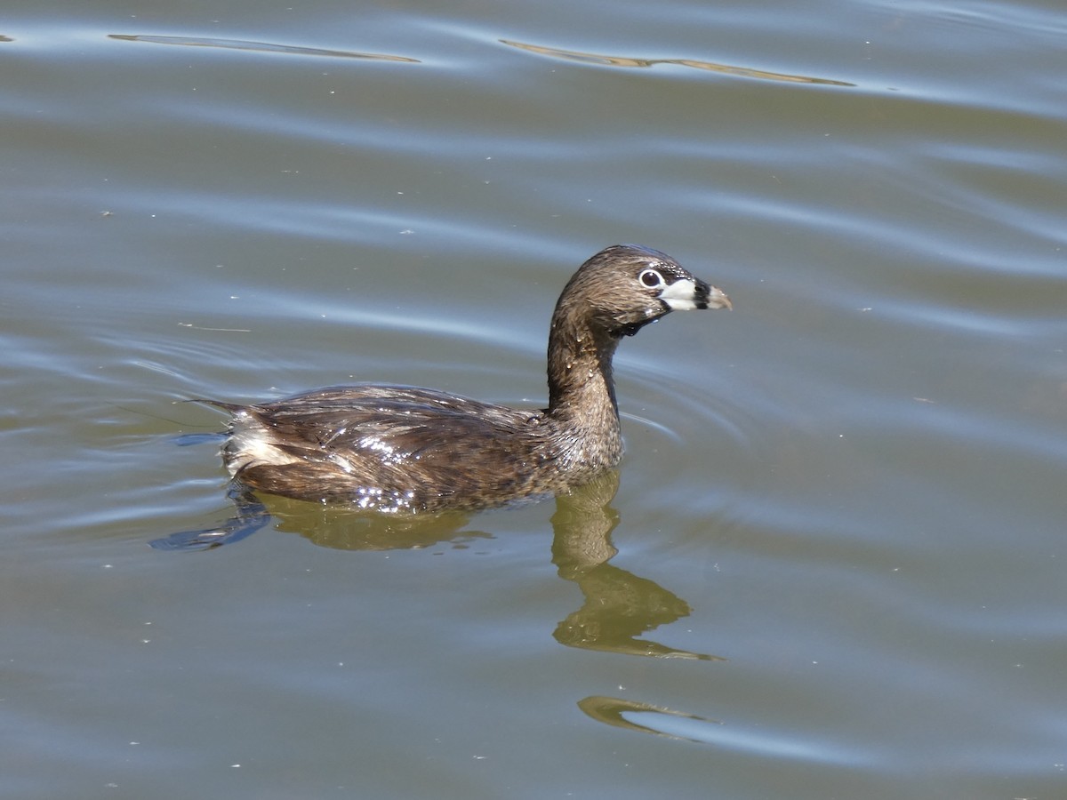 Pied-billed Grebe - Christopher Rustay
