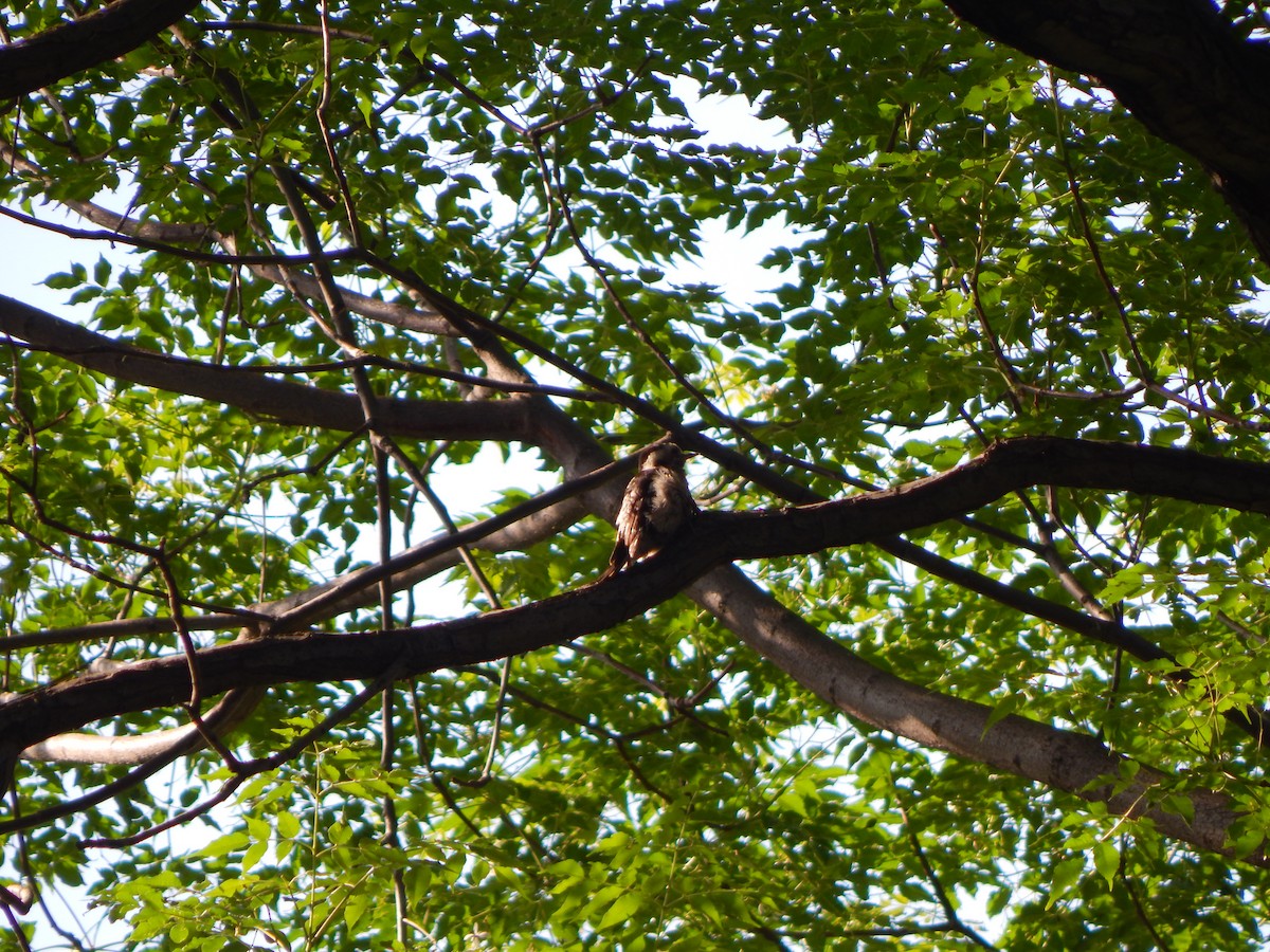 Gray-capped Pygmy Woodpecker - ML102535951