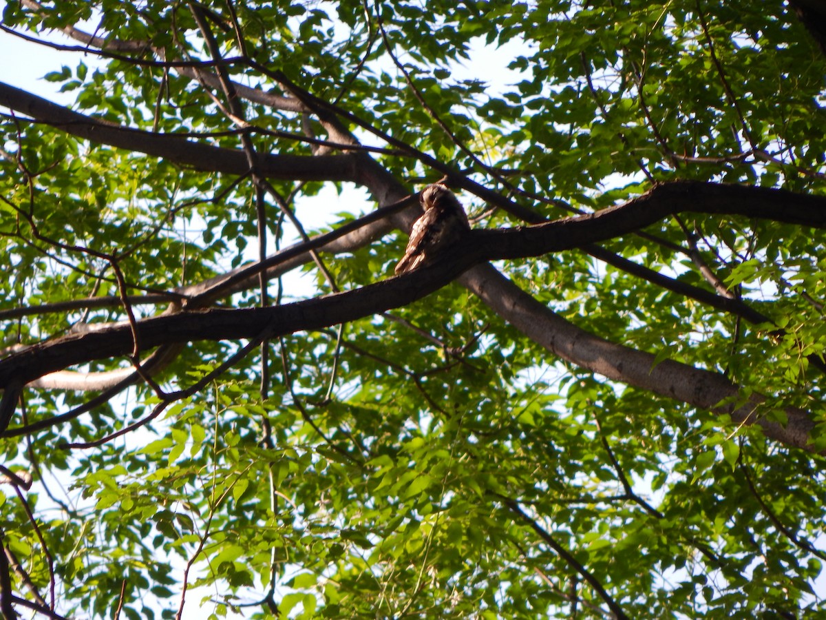 Gray-capped Pygmy Woodpecker - ML102535981