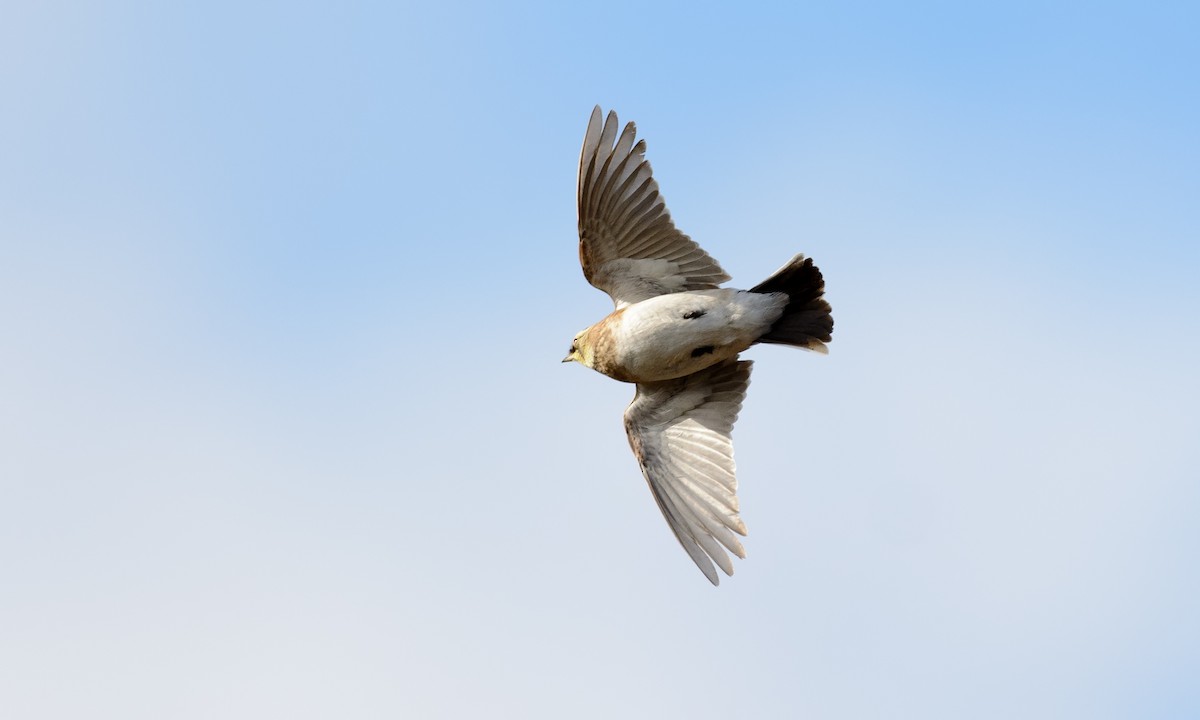 Horned Lark - Patrice St-Pierre