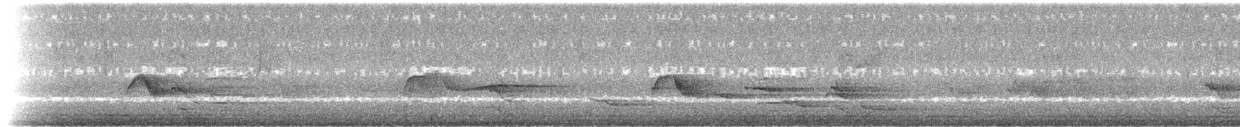 Gray-cheeked/Bicknell's Thrush - ML102538641