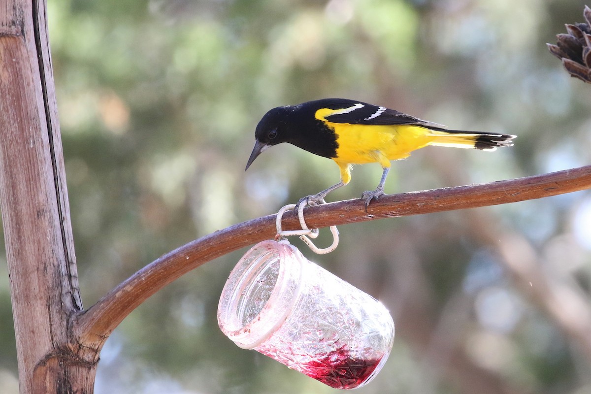 Oriole jaune-verdâtre - ML102544091