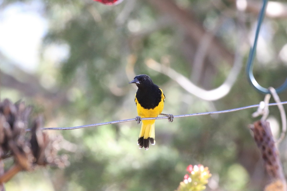 Scott's Oriole - Eric Gustafson