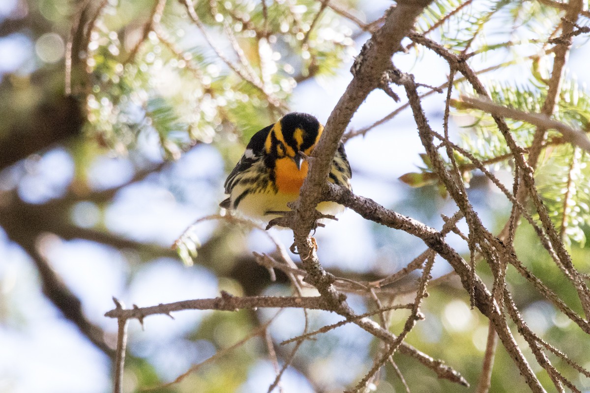 Blackburnian Warbler - ML102544711