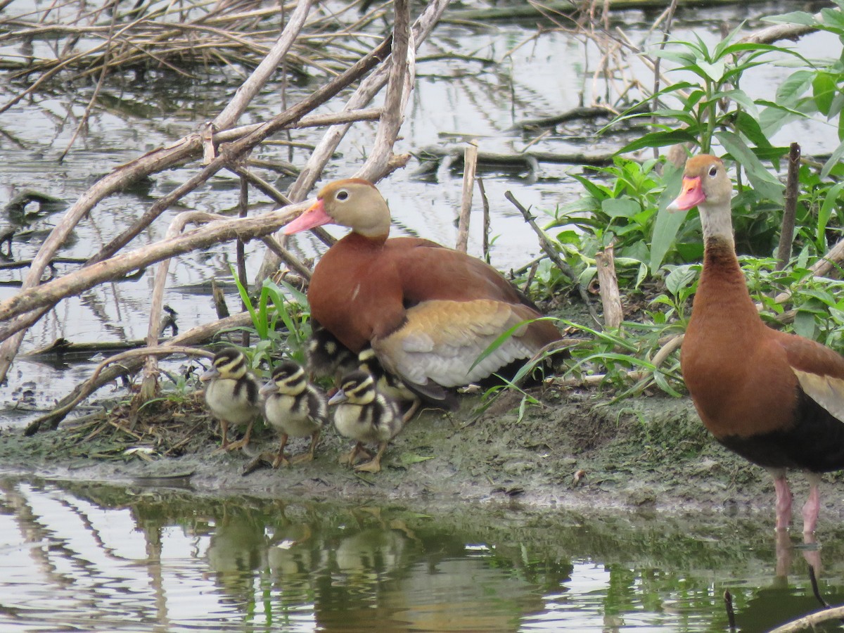 Black-bellied Whistling-Duck - ML102545541