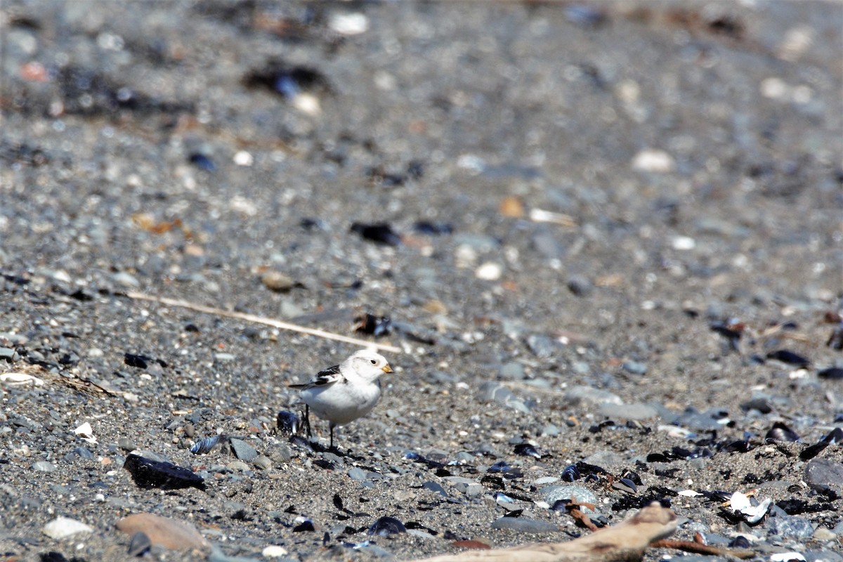 sněhule severní - ML102545771