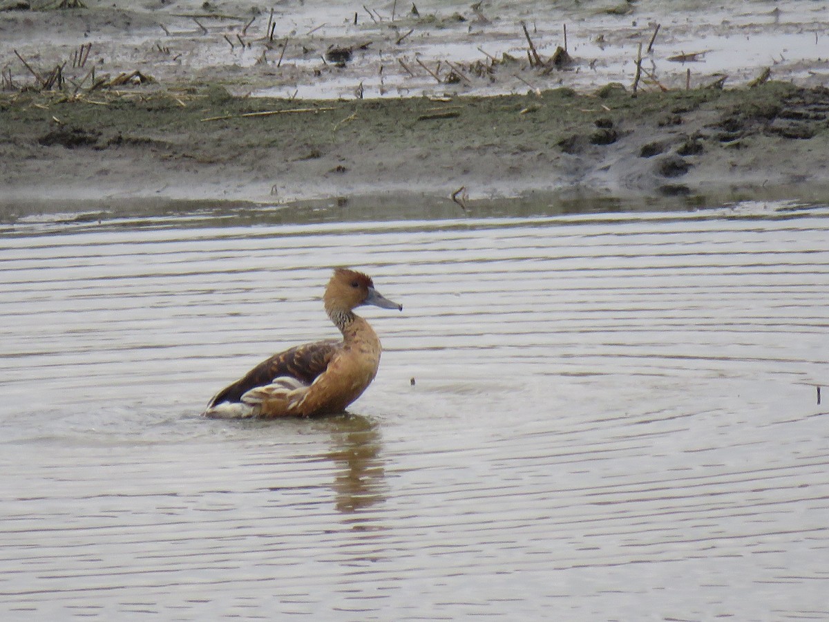 Fulvous Whistling-Duck - ML102545801