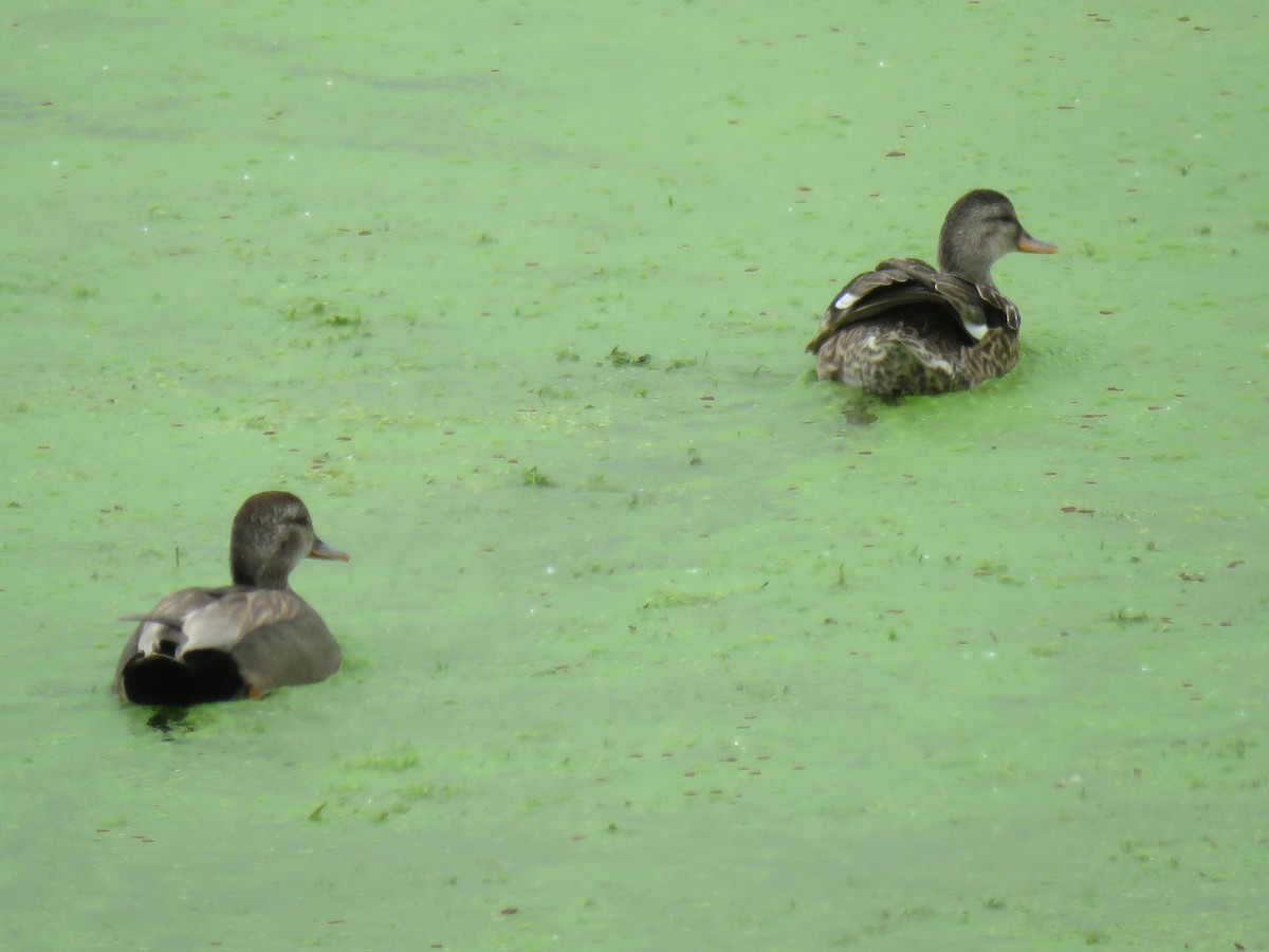 Gadwall - ML102545981