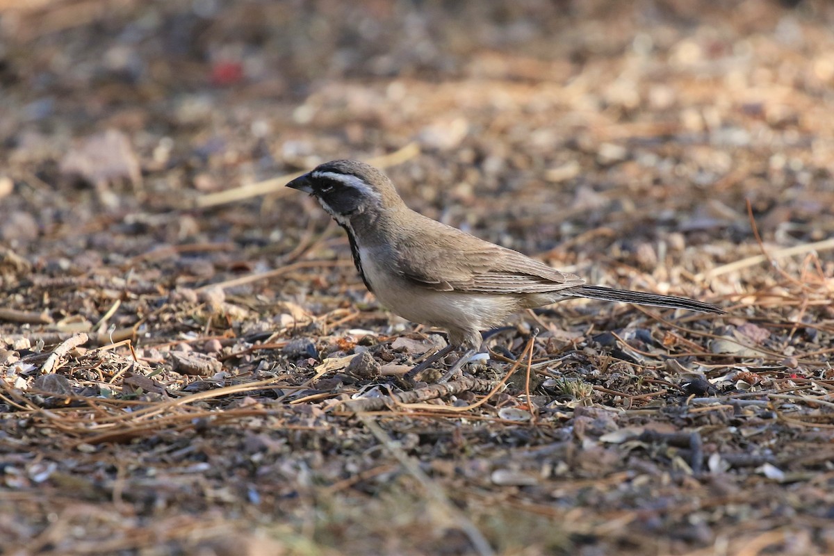 Black-throated Sparrow - ML102546451