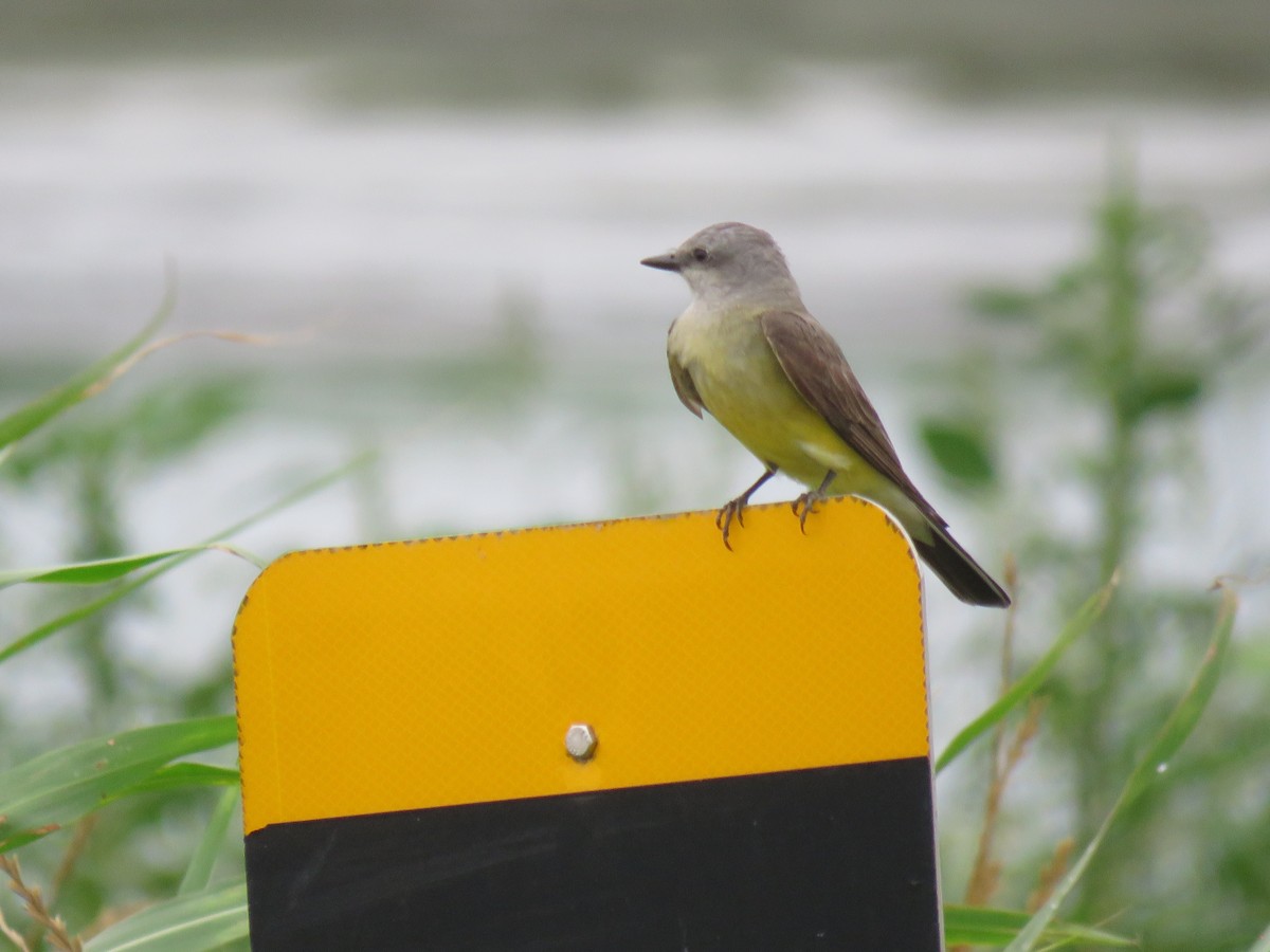 Western Kingbird - ML102547271