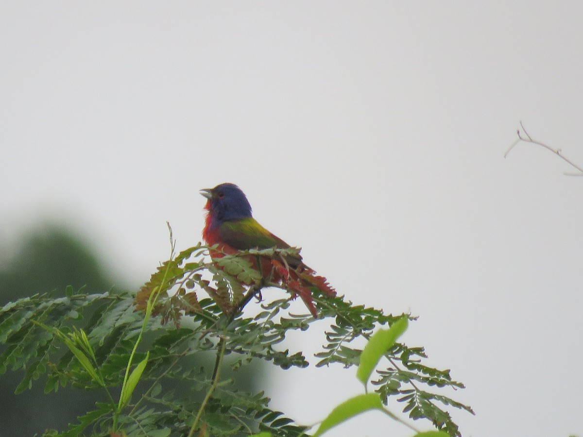 Painted Bunting - ML102547601