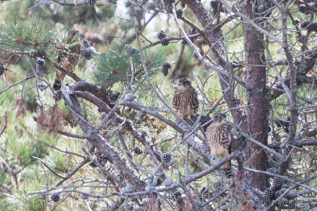 Merlin - ML102547791