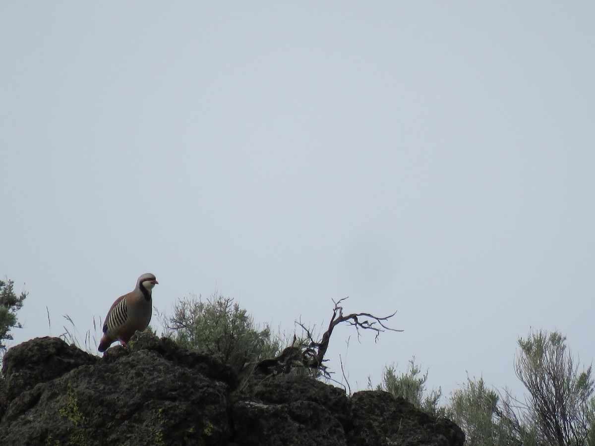 Chukar - ML102548781