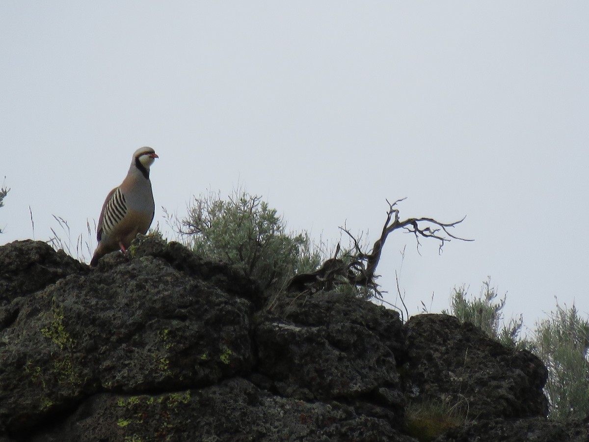 Chukar - ML102548951