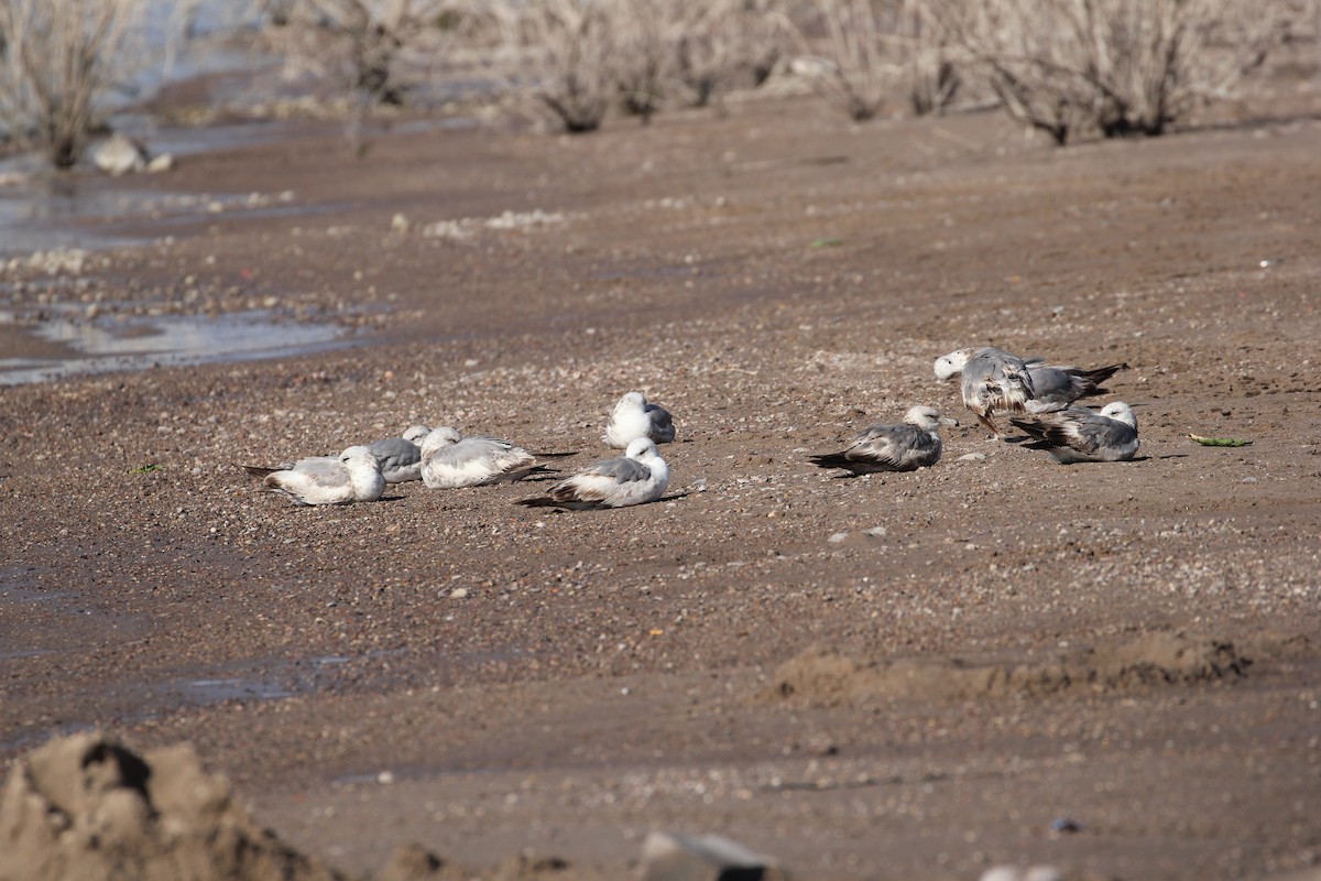 California Gull - ML102549131