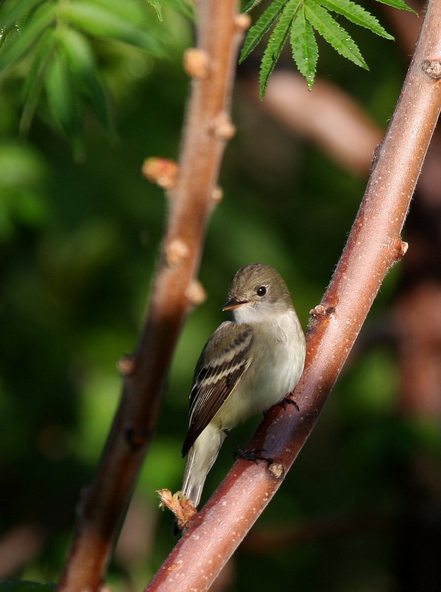 Alder Flycatcher - ML102550531