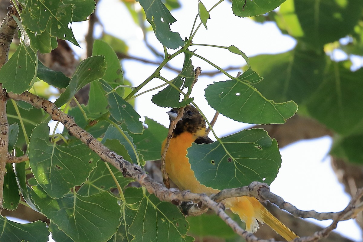 Baltimore Oriole - ML102552001