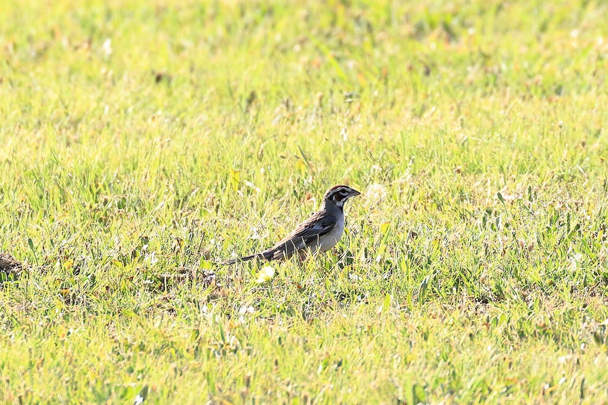 Lark Sparrow - ML102552041
