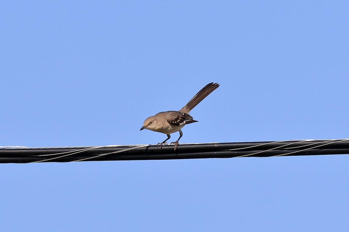 Northern Mockingbird - ML102552111