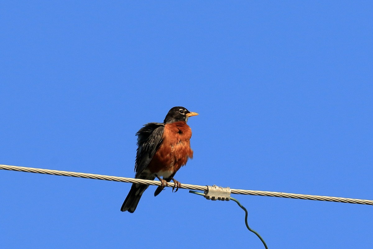 American Robin - ML102552161