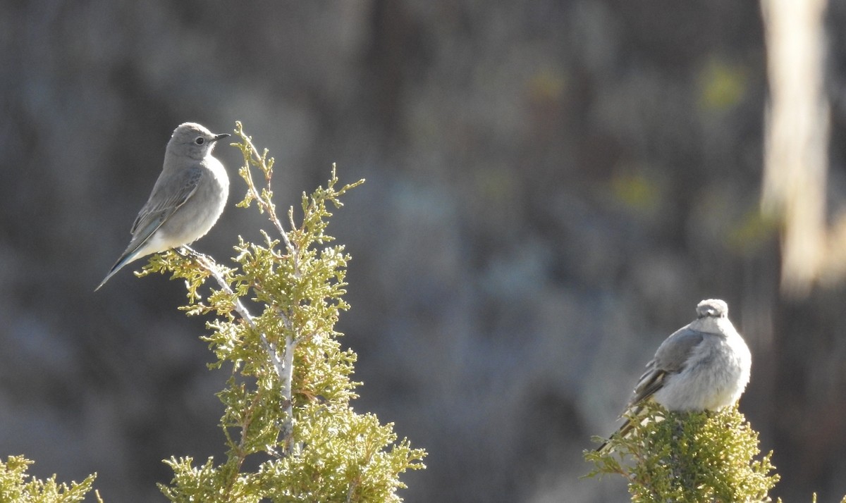 Mountain Bluebird - deborah grimes