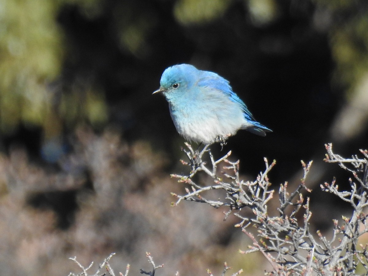 Mountain Bluebird - ML102553111