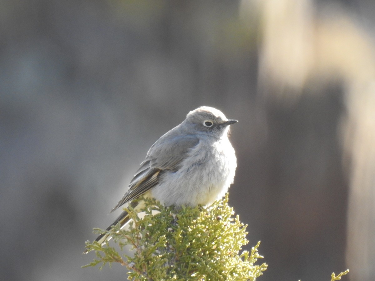 Townsend's Solitaire - deborah grimes