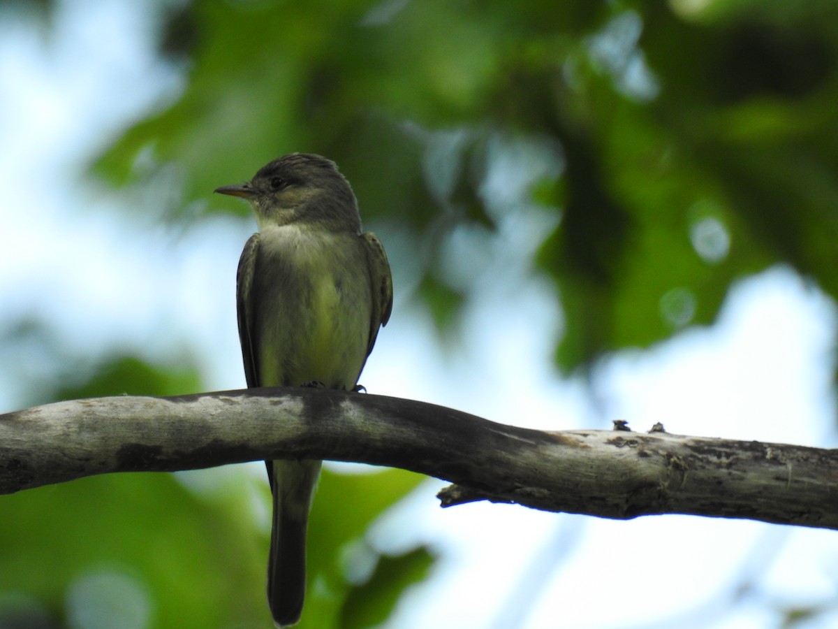 Eastern Wood-Pewee - ML102553531