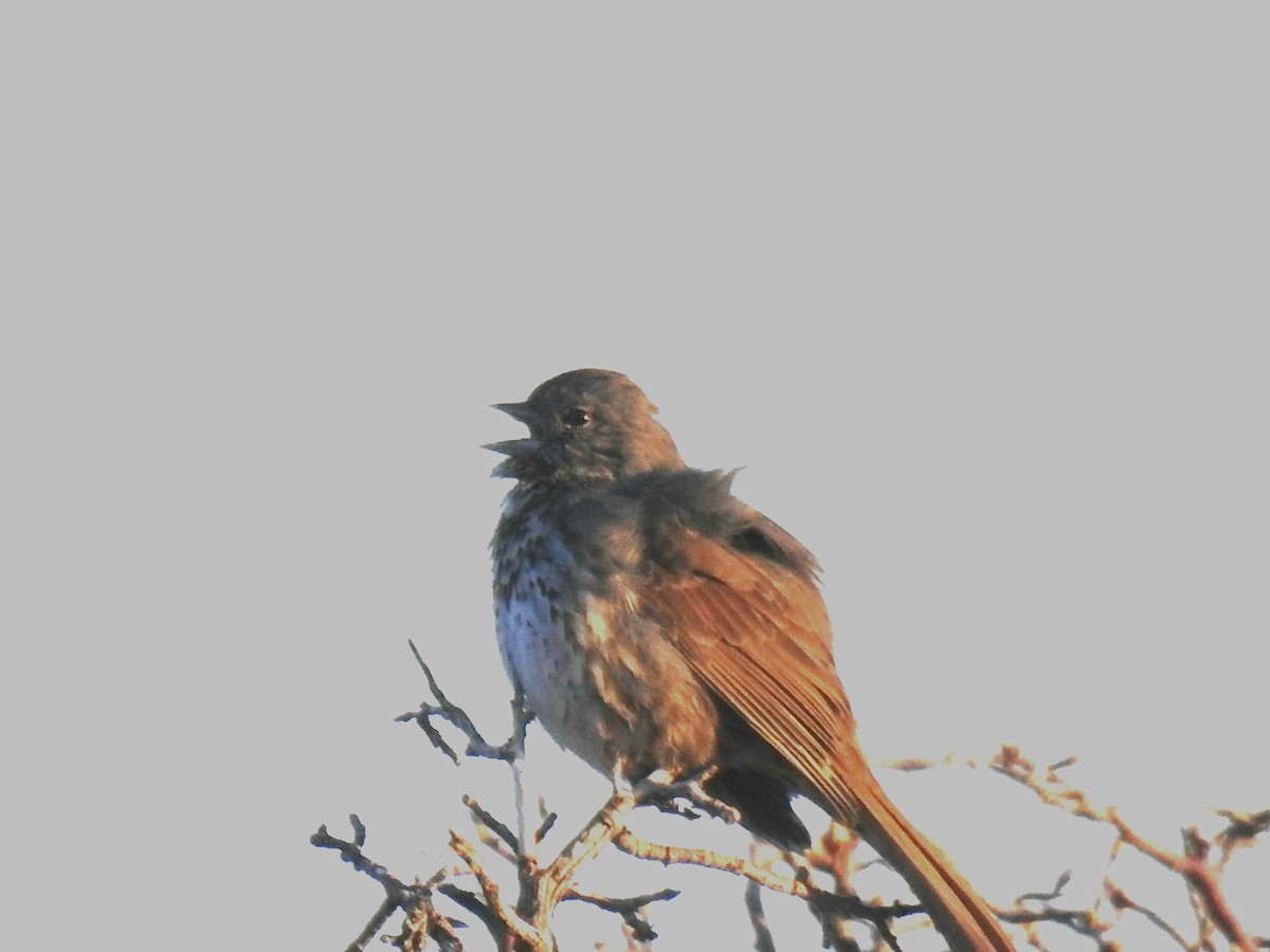 Fox Sparrow (Slate-colored) - ML102554011