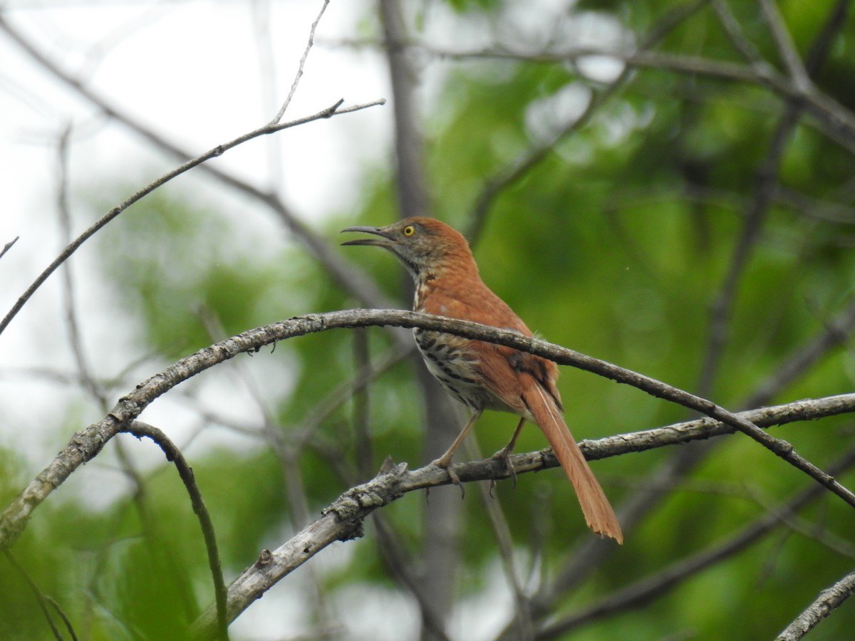 Brown Thrasher - ML102554061