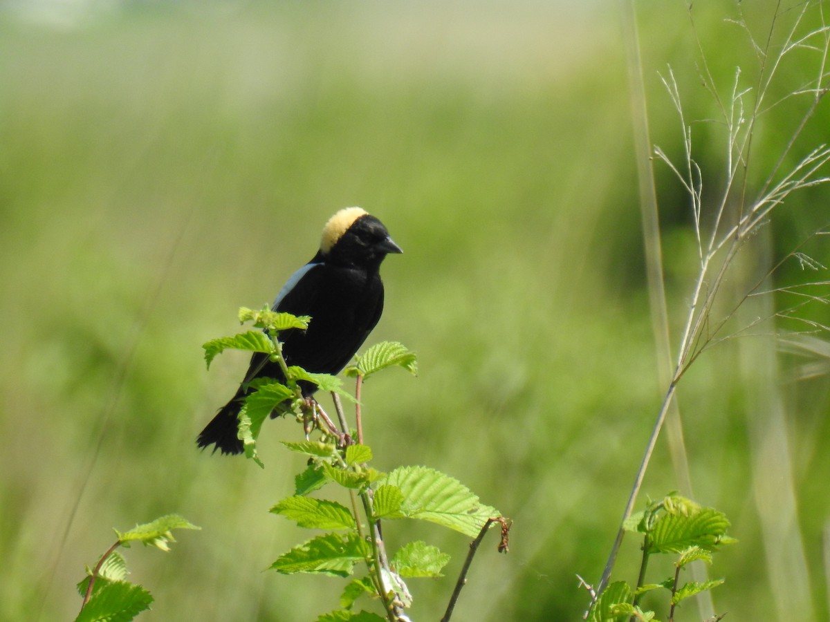 bobolink americký - ML102554721