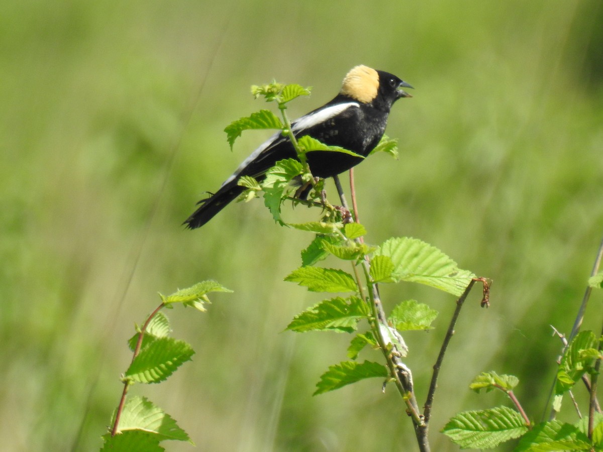 Bobolink - ML102554731