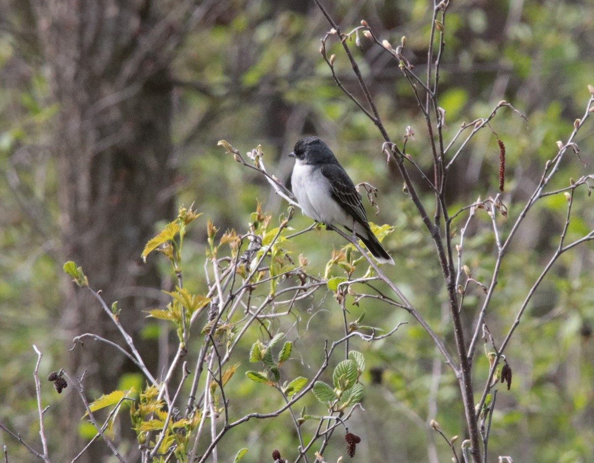 Eastern Kingbird - ML102554851