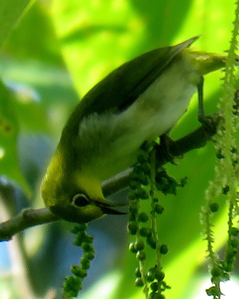 Warbling White-eye - steve jones