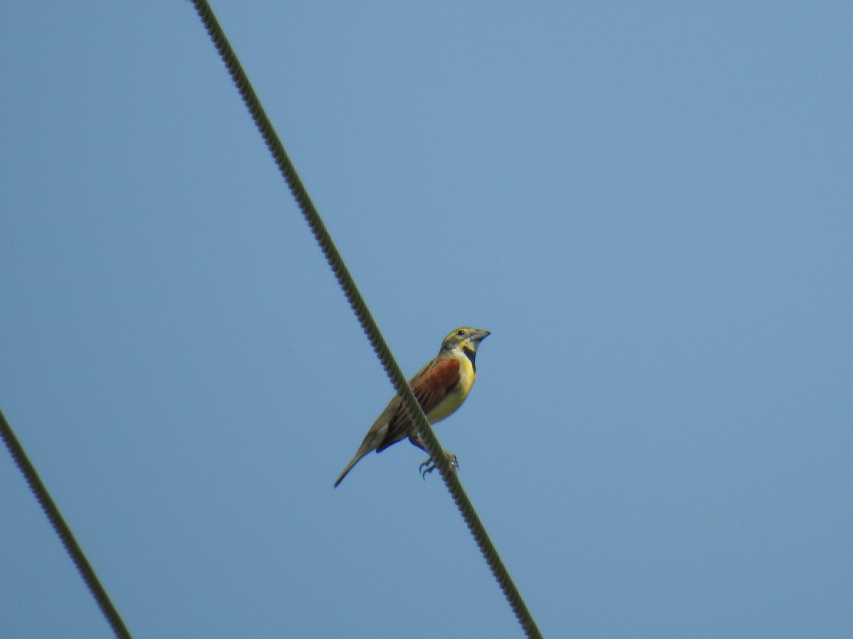 Dickcissel - ML102554971