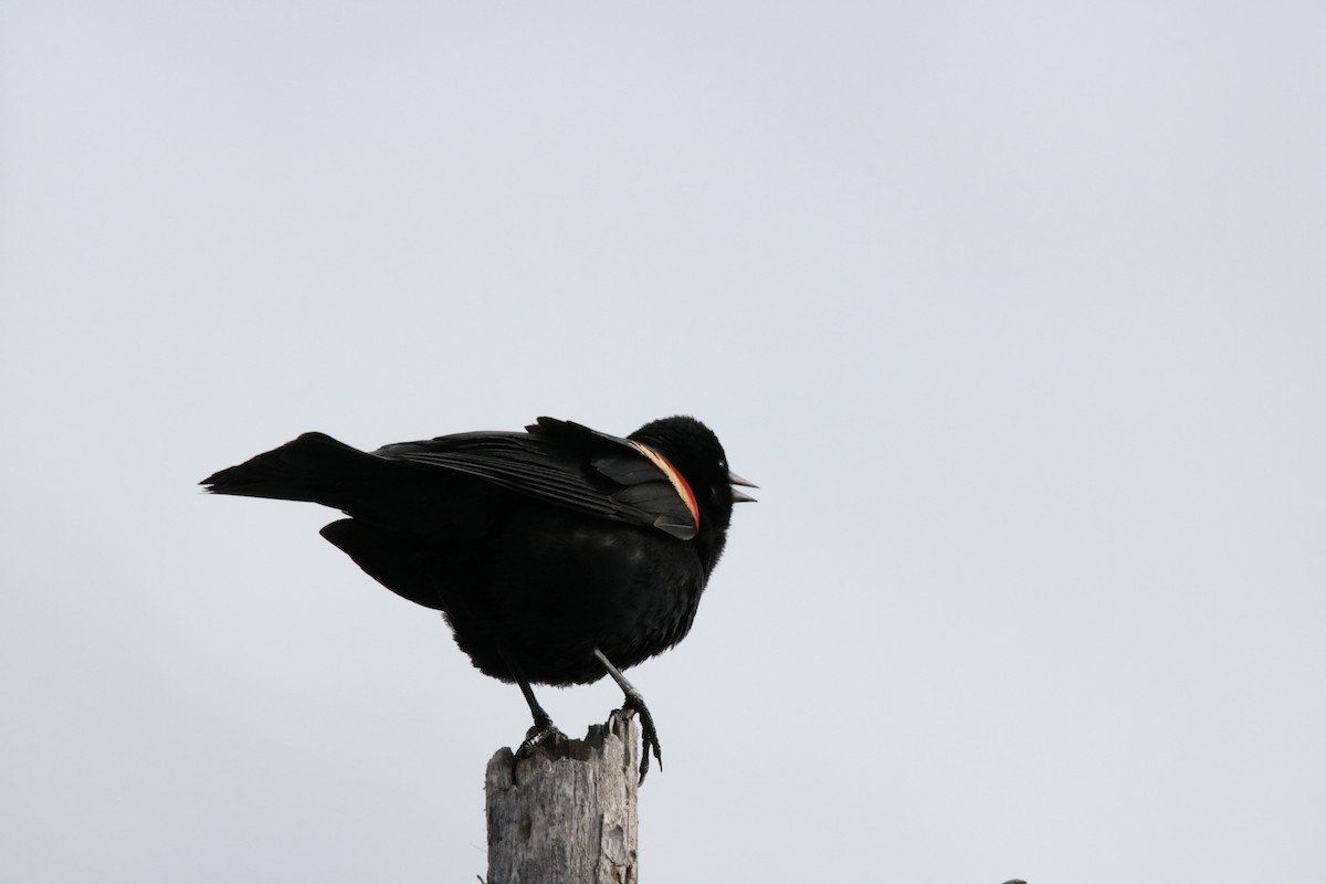 Red-winged Blackbird - ML102555581