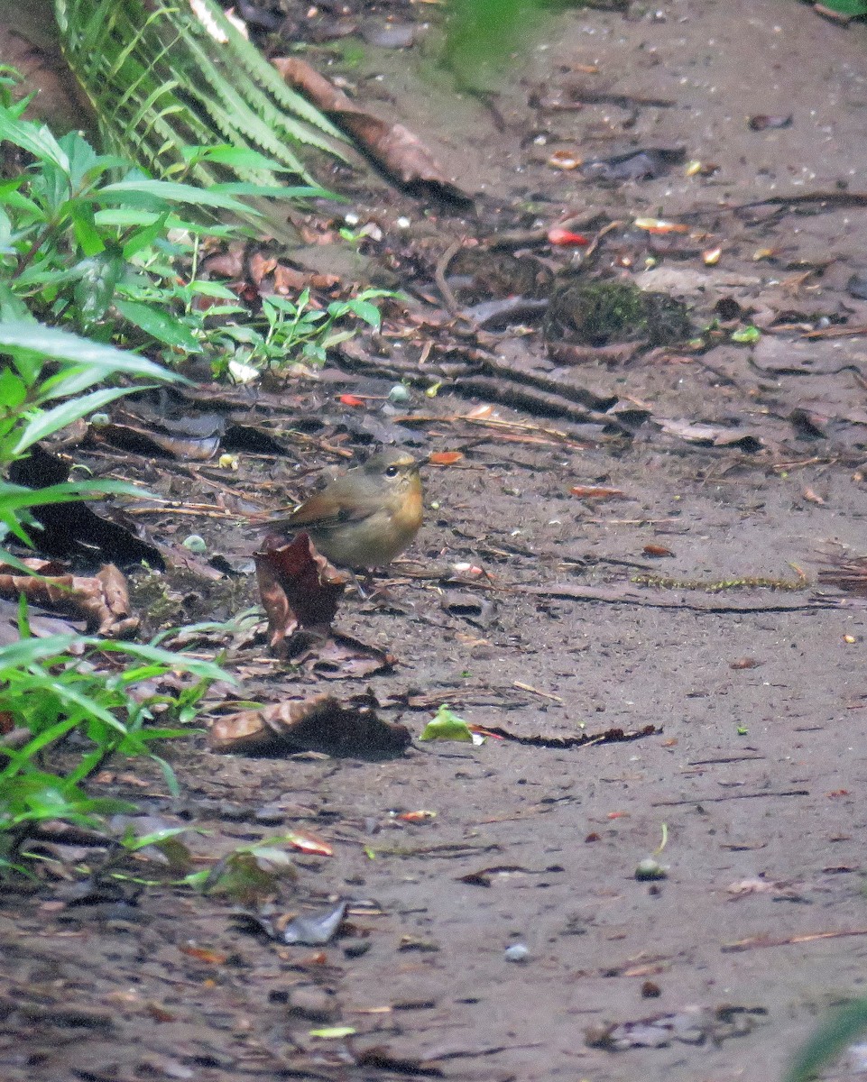 Snowy-browed Flycatcher - ML102555691