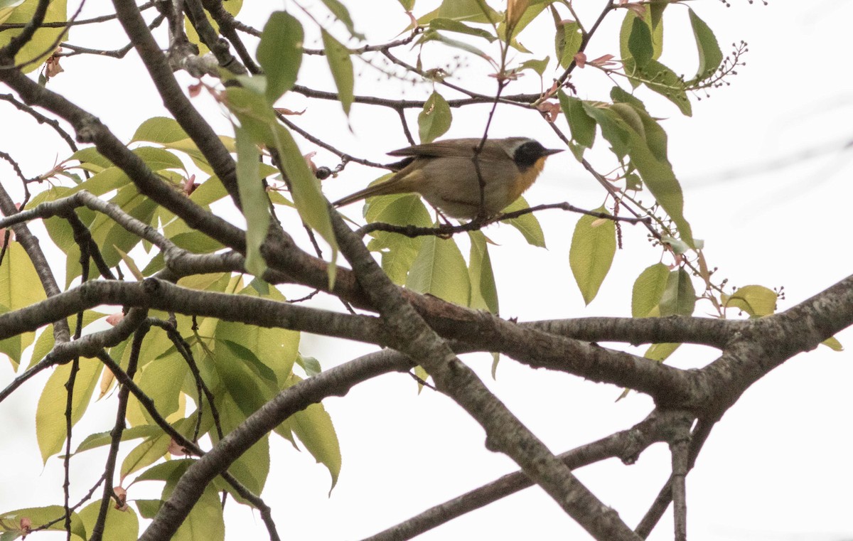 Common Yellowthroat - ML102555751