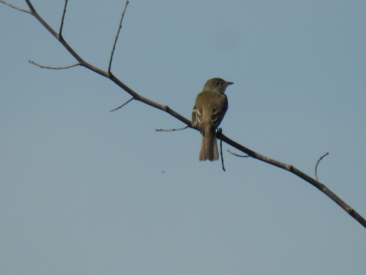 Willow Flycatcher - ML102556611