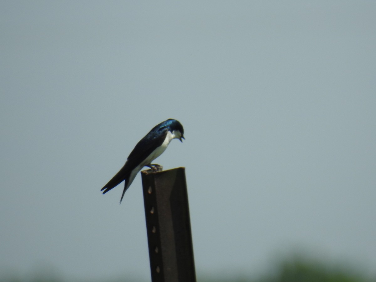 Tree Swallow - ML102557051