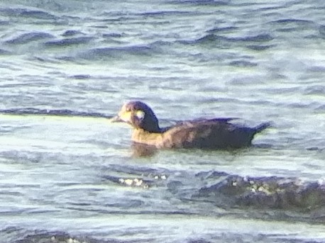 Harlequin Duck - ML102558091