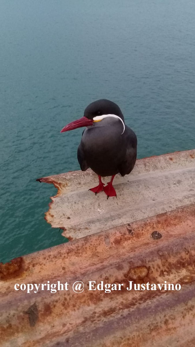 Inca Tern - ML102560271