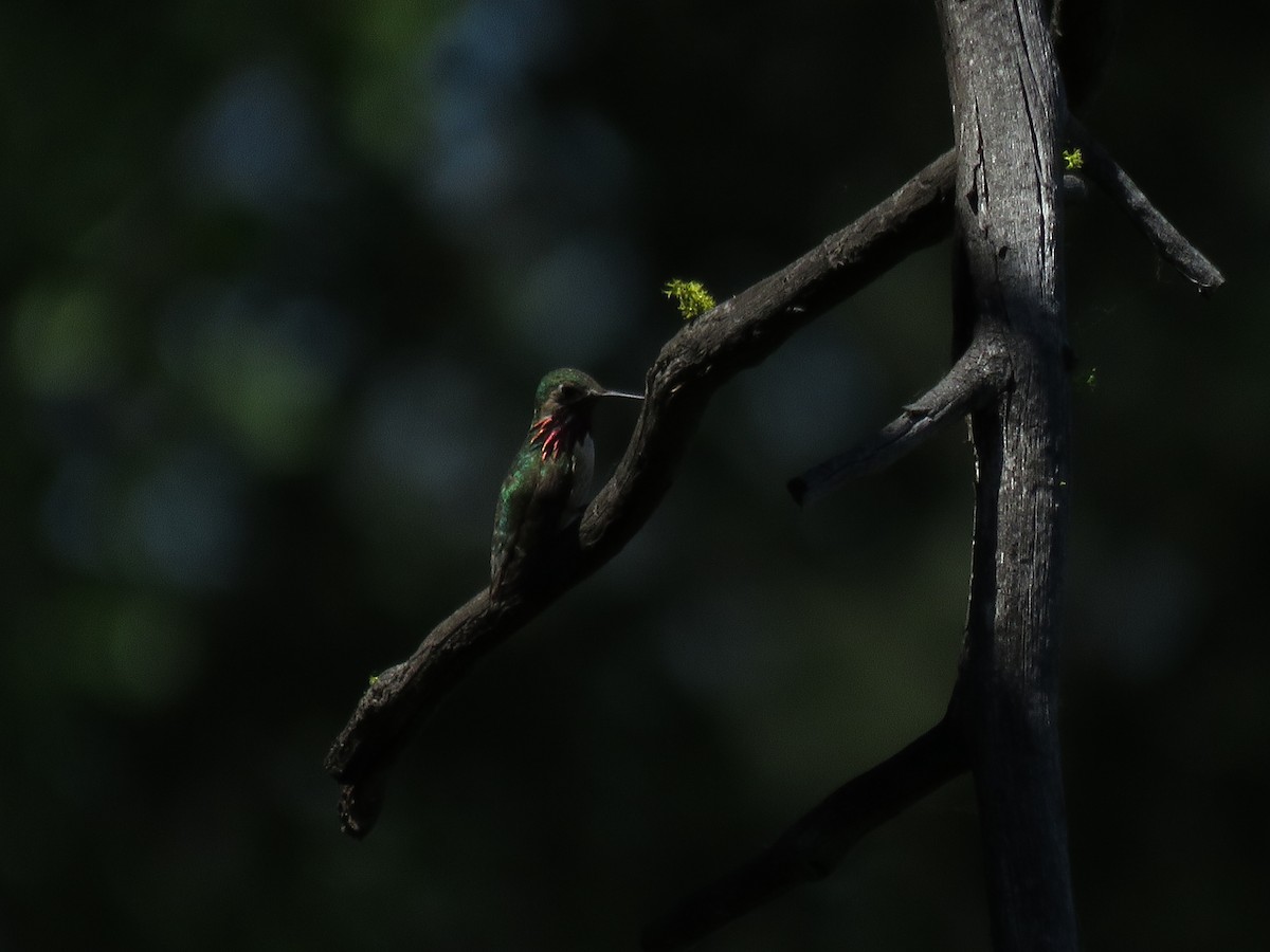 Calliope Hummingbird - Kai Frueh