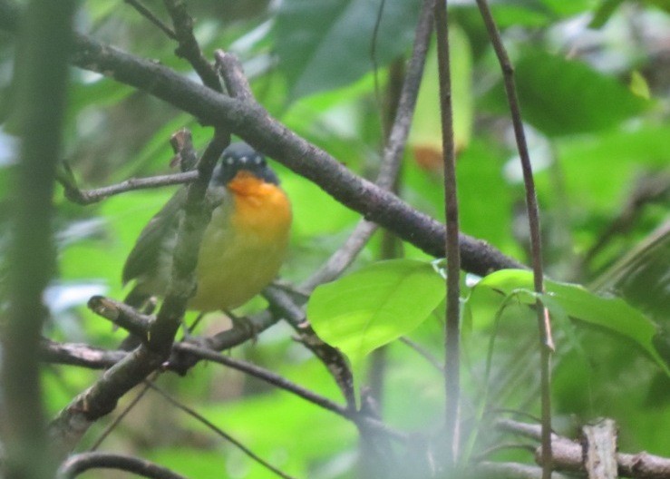 Yellow-breasted Forest Robin - ML102560701