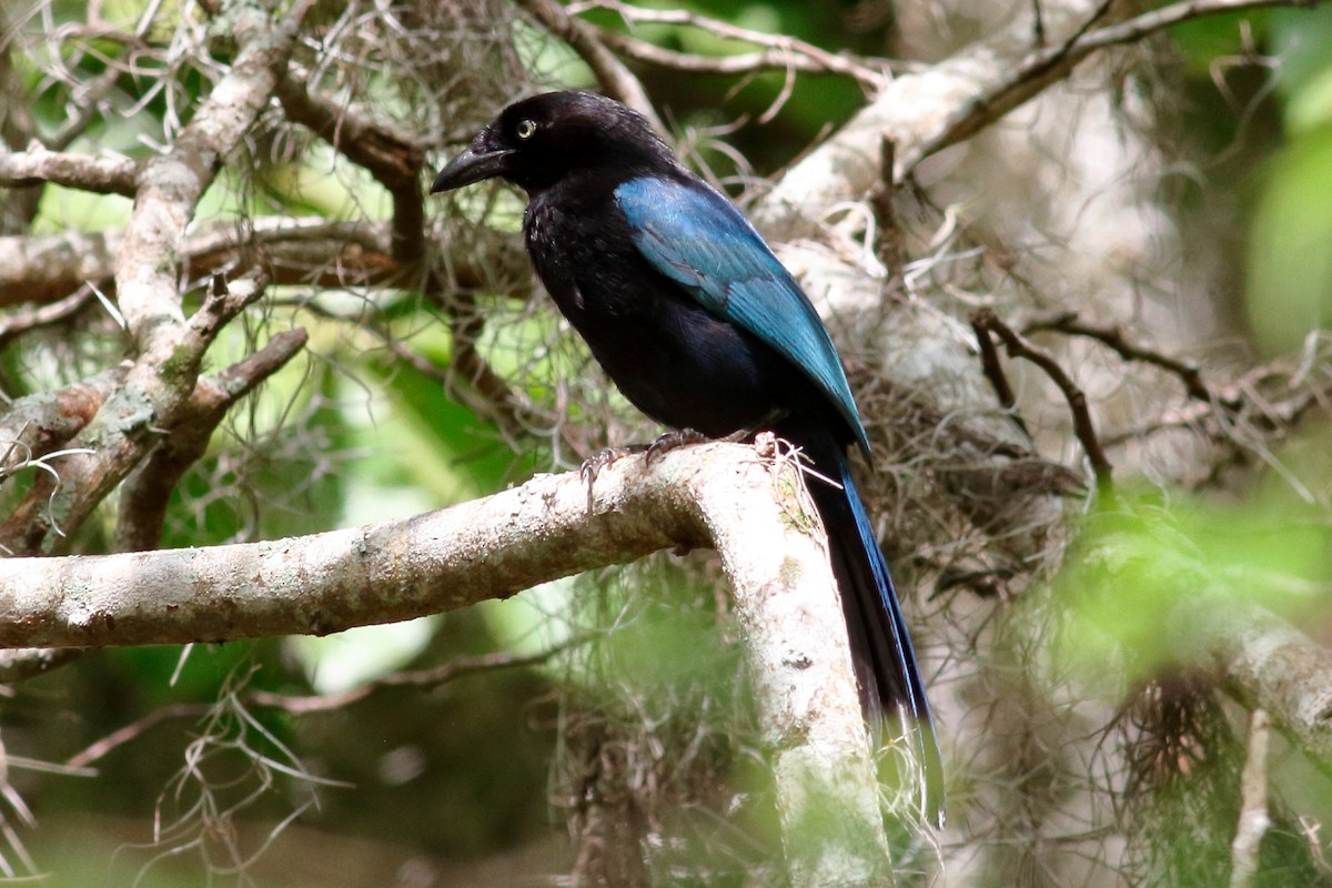 Bushy-crested Jay - ML102565501