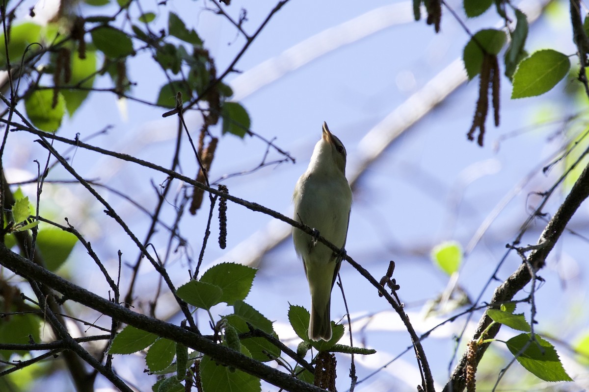 Vireo Ojirrojo - ML102565541