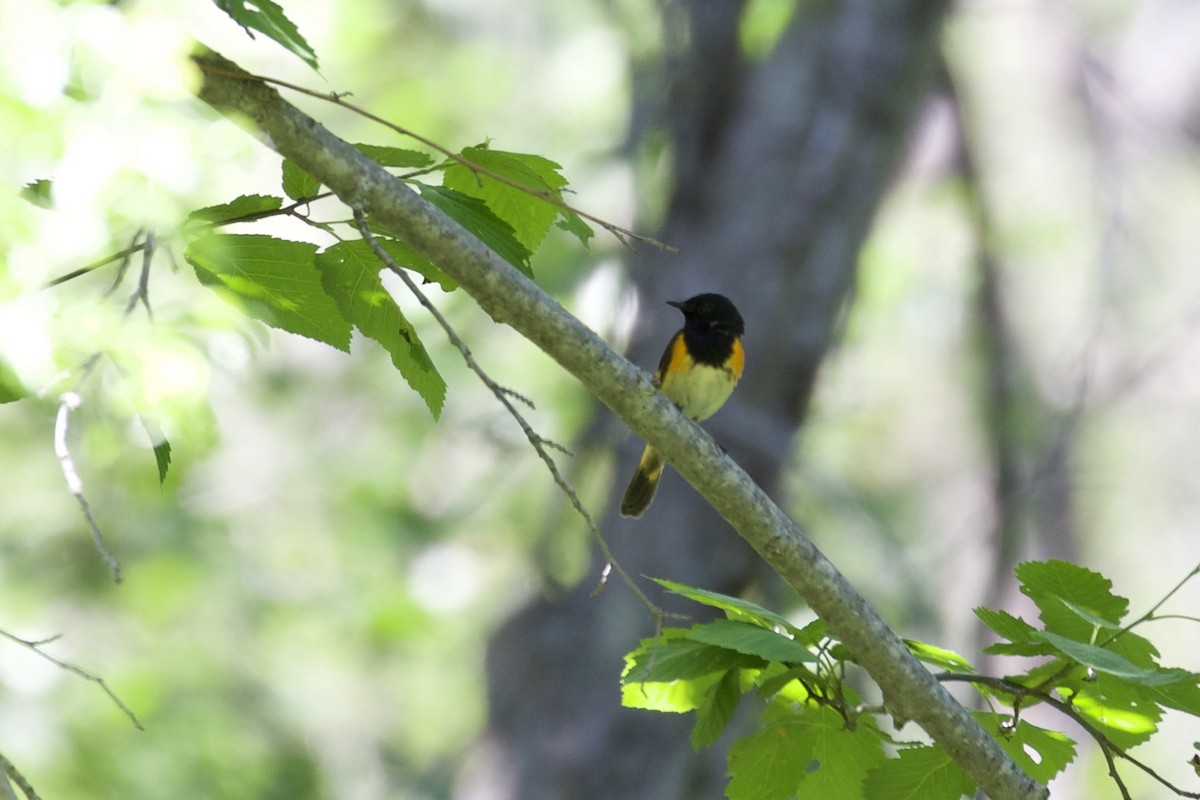 American Redstart - ML102565671