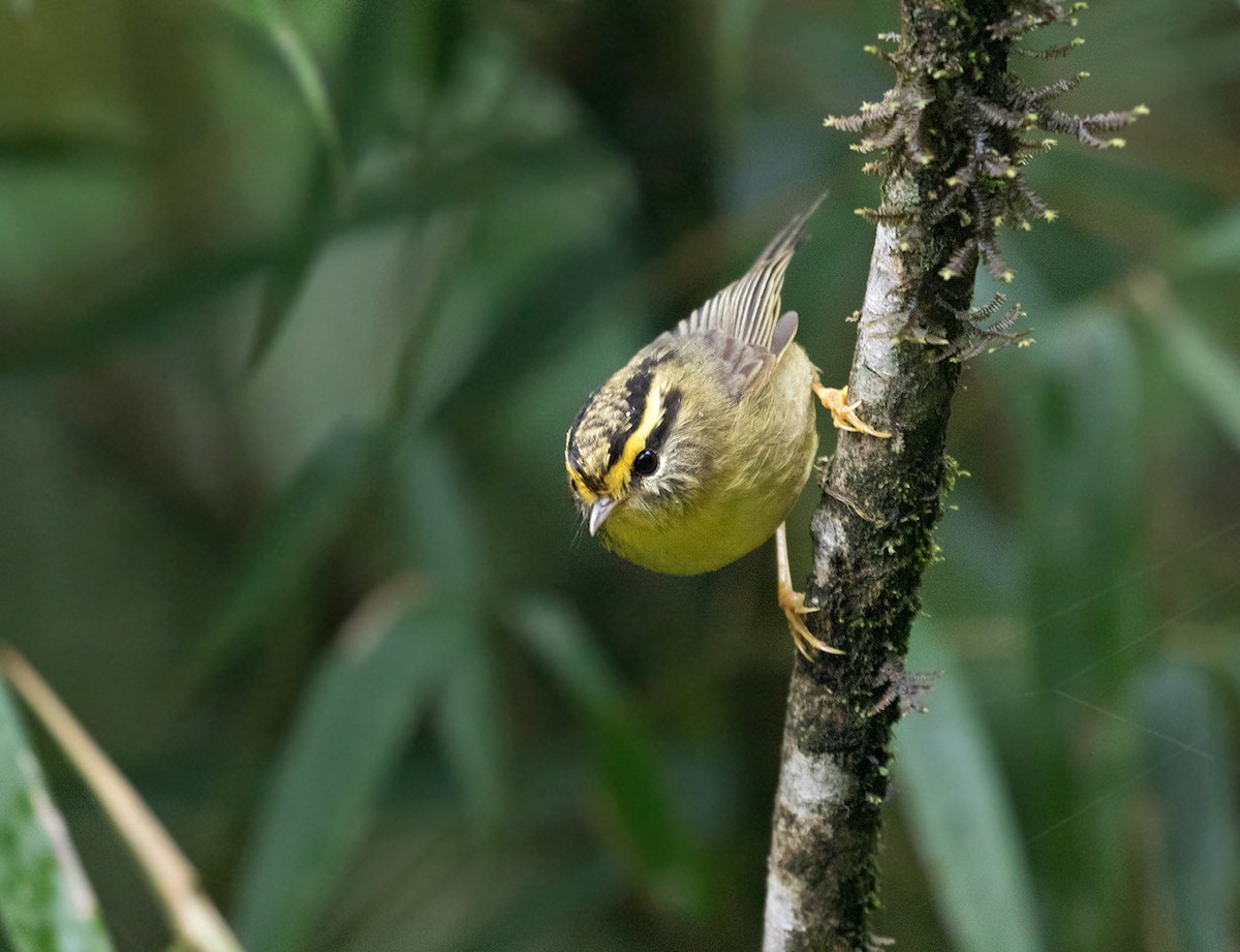 Yellow-throated Fulvetta - ML102567361