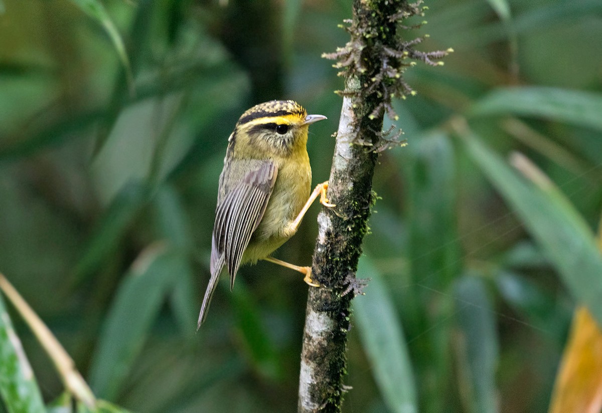 Yellow-throated Fulvetta - ML102567371